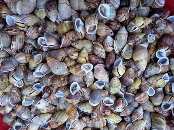 Tháng 4-5 hàng năm là mùa ốc lá, thịt ốc giòn, thơm, nhiều người ví thịt ốc lá ngon như ốc hương