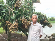 Tin tức - Lão nông thu tiền tỷ từ giống nhãn "siêu trái"
