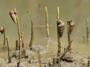 Lifestyle - Đặc sản hiếm có khó tìm ở Đồng Nai, nay nổi tiếng khắp nơi vì hương vị lạ lẫm, ít người được thưởng thức