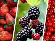 Sức khỏe - 13 loại rau quả chống già, giúp phòng bệnh hiệu quả, 2 “trùm cuối” giá rẻ như cho ở chợ Việt