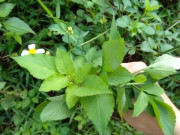 Tiêu dùng - Cây dại ven đường tưởng không ăn được, nay thành đặc sản ngon nức tiếng có hương vị lạ, 40.000 đồng/kg