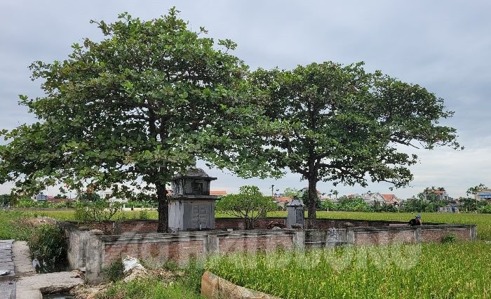 Khu lăng mộ bà Bổi Lạng có diện tích nhỏ hẹp ở cánh đồng Vông (Ảnh: Báo Hải Dương)