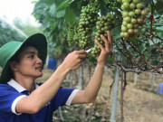 Tiêu dùng - Nghề lạ ở Việt Nam: Chàng kỹ sư bỏ việc lương cao về quê trồng cây quý tộc, hái quả bán đắt hàng, thu về 2 tỷ đồng/năm