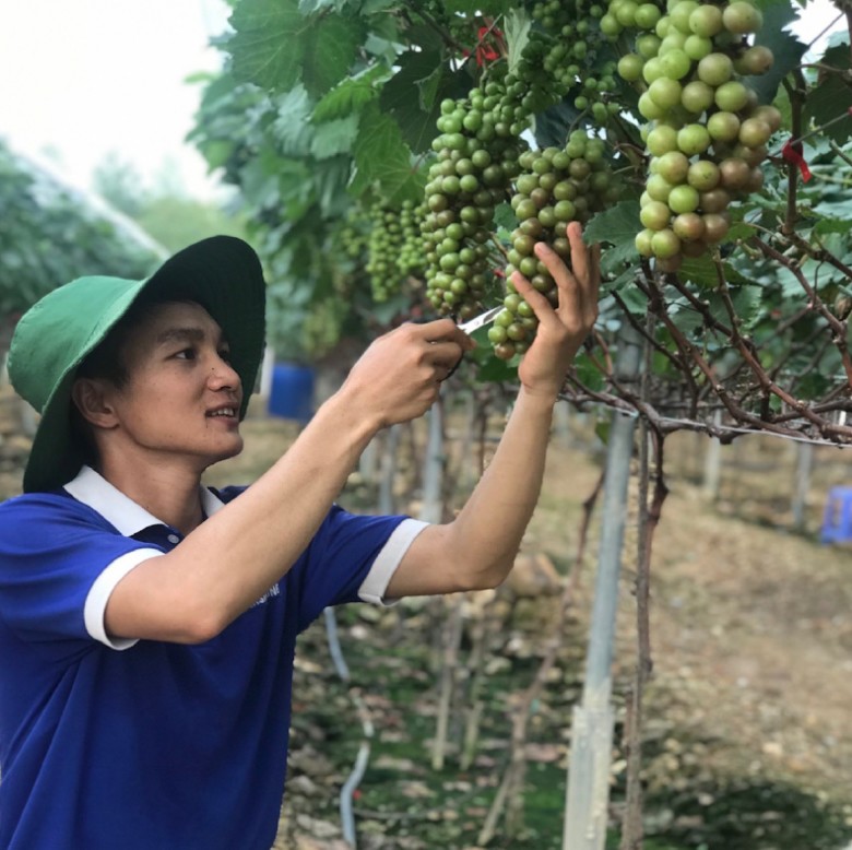 Vườn nho của anh Hải khiến cả làng lác mắt