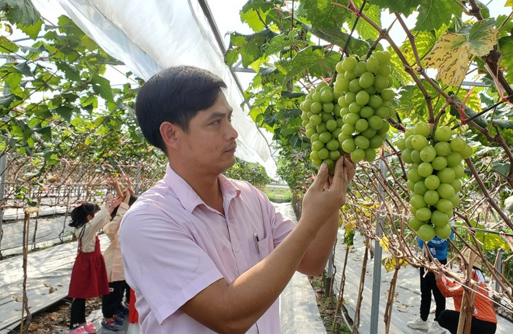 Vườn của anh Hải đang trồng 2 loại nho là nho hạ đen và nho sữa Hàn Quốc.