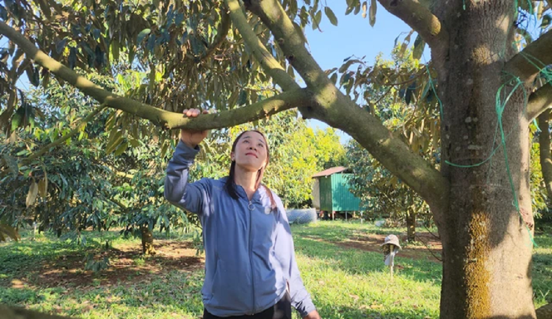 Nông dân Nguyến Thị Ánh Hồng nhẹ nhàng thu lãi tiền tỷ mỗi năm nhờ trồng sầu riêng. Ảnh: Báo Người Lao Động.