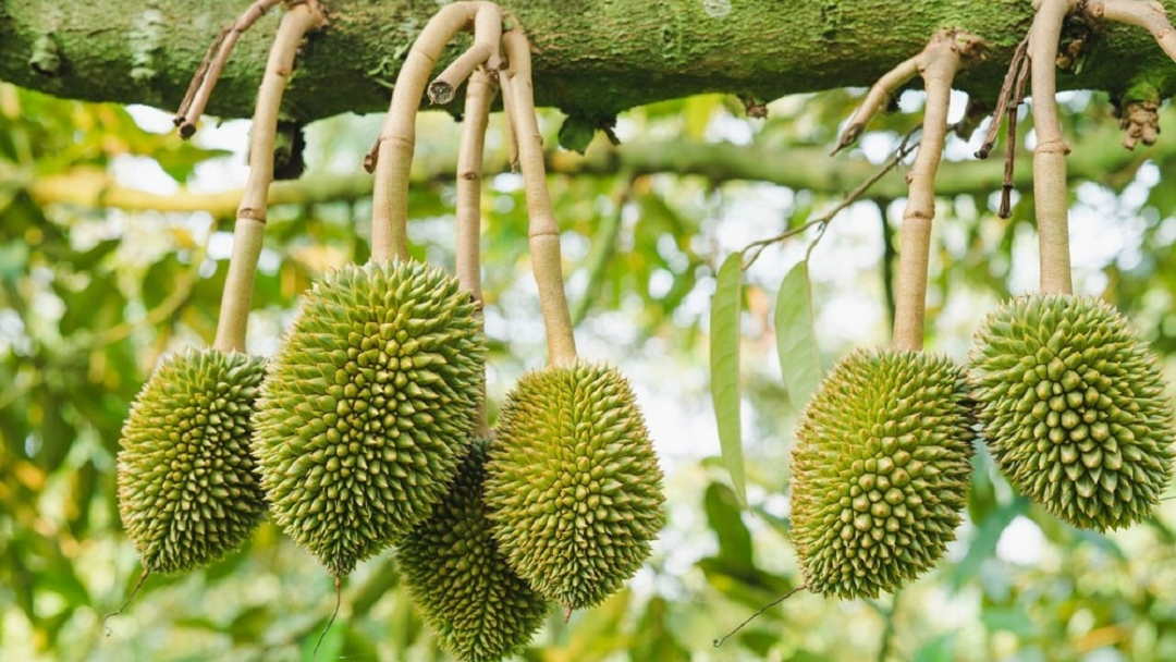 Chị nông dân đút túi gần 4 tỷ nhờ trồng loại cây amp;#34;vươn cao đón gióamp;#34; - 3