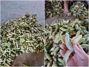 Tiêu dùng - Loại quả xưa chín rụng không ai biết đến, giờ thành đặc sản dân thành phố "ưa chuộng", 150.000 đồng/kg