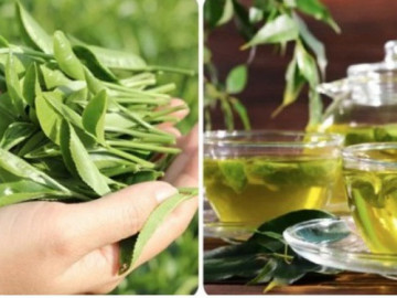 Loại lá rẻ tiền bán đầy chợ Việt, người bệnh tiểu đường nên uống thường xuyên để kéo dài tuổi thọ