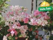 Nhà đẹp - Trồng hoa giấy phải nhớ quy tắc “3 lười”, hoa sẽ nở rộ và kéo dài suốt mấy tháng