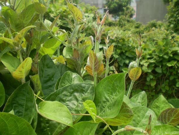 Lá mơ có nhiều tác dụng chữa bệnh nhưng người Việt ít dùng. Ảnh minh họa. 