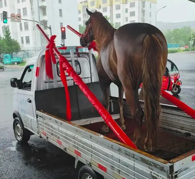 Theo chia sẻ, do tình hình mưa ngập và tắc đường nên xe chở ngựa cho chú rể cưỡi đã không thể tới đúng giờ.