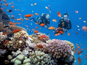 Du khách đổ xô đến Nha Trang xem thủy triều rút, lộ ra san hô gần bờ tuyệt đẹp