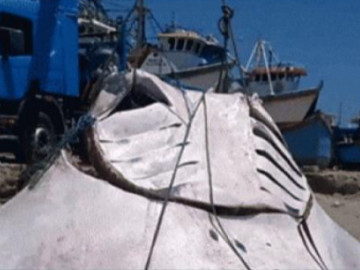 Ngư dân bắt được con cá đuối khổng lồ dài 8m, nặng 1000kg
