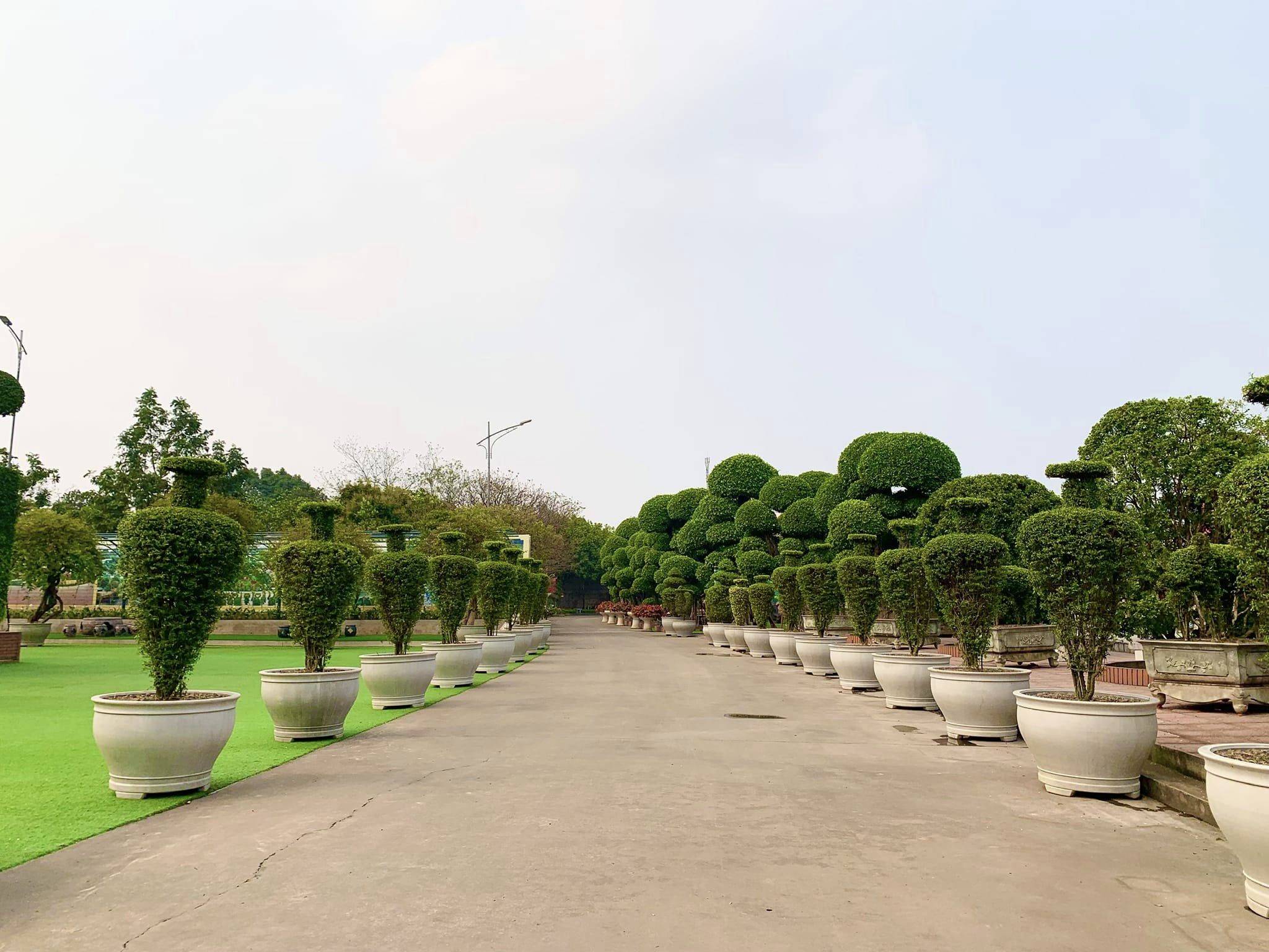 Đại gia ở Thái Nguyên “bê” toàn bộ dàn cây cảnh độc lạ về vườn nhà, thấy cây đẹp là “chốt đơn” - 5
