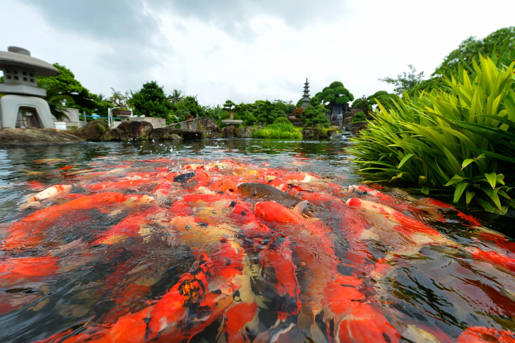 Đại gia ở Thái Nguyên “bê” toàn bộ dàn cây cảnh độc lạ về vườn nhà, thấy cây đẹp là “chốt đơn” - 6