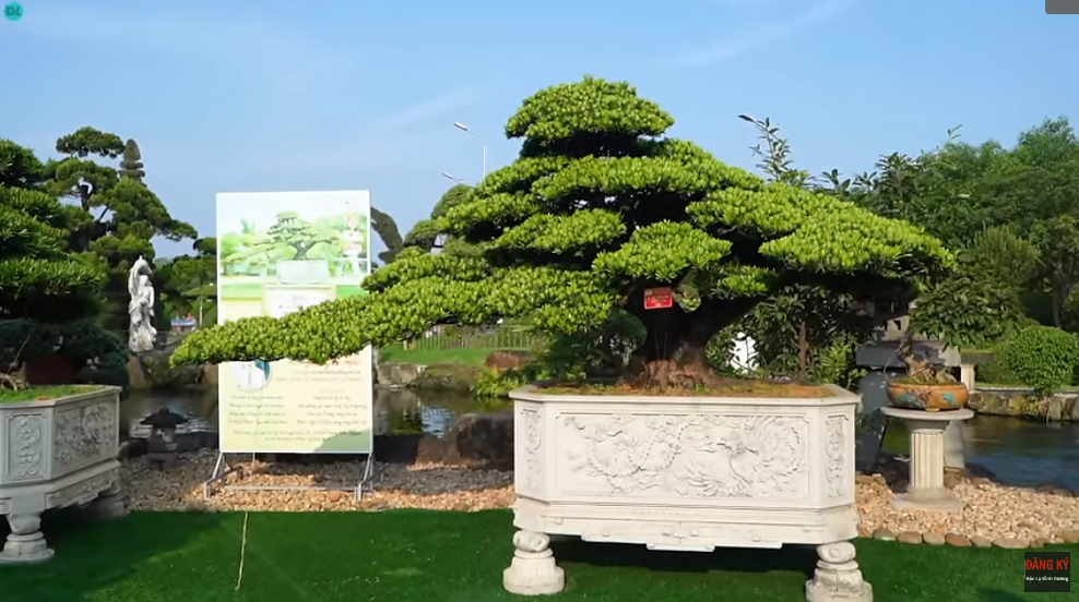 Đại gia ở Thái Nguyên “bê” toàn bộ dàn cây cảnh độc lạ về vườn nhà, thấy cây đẹp là “chốt đơn” - 4