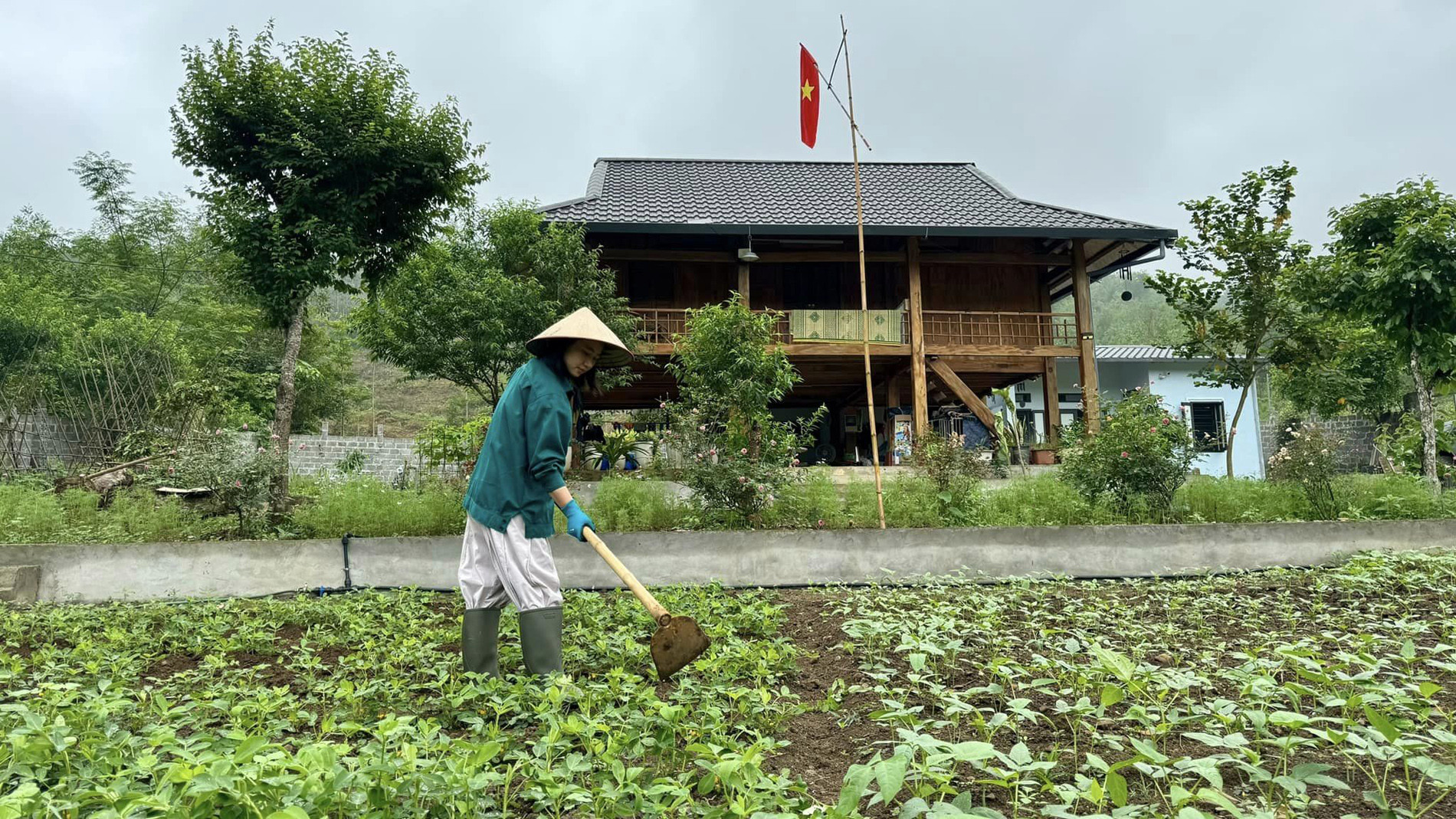 Khu vực giáp nhà ở có diện tích khoảng 2ha. Vợ chồng chị An chia thành các khu vực cây trồng khác nhau