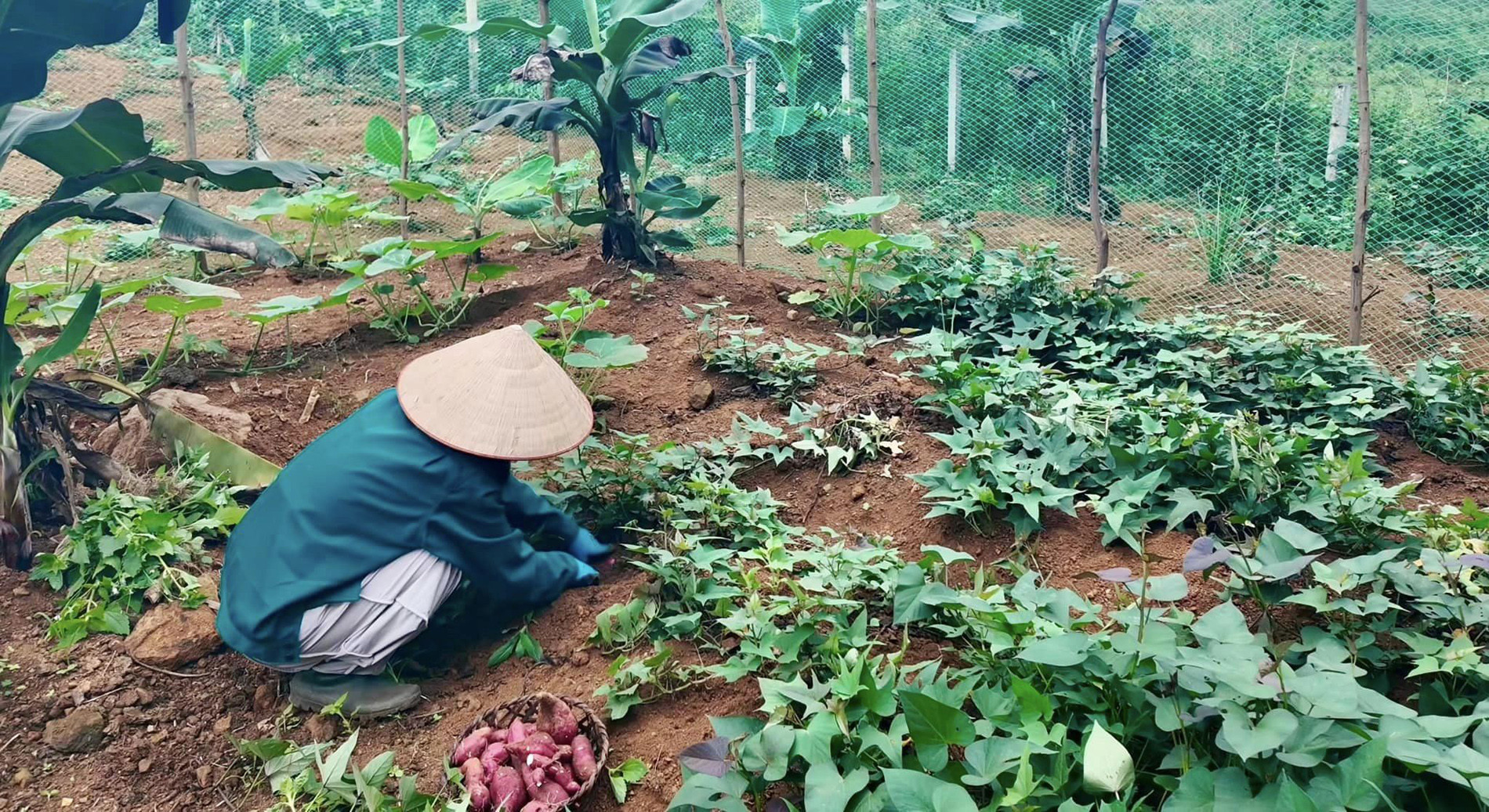 Vườn được chăm sóc theo hướng hữu cơ, nói không với các loại phân bón hay thuốc hóa học