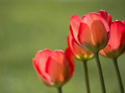 Eva tám - Sống càng đơn giản càng hạnh phúc, tâm càng đơn giản càng bình yên