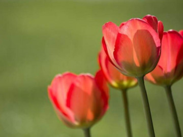 Sống càng đơn giản càng hạnh phúc, tâm càng đơn giản càng bình yên