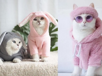 Những vật dụng mà các con sen nên sắm cho boss cưng, có món chỉ 7.000 đồng nhưng rất tiện lợi