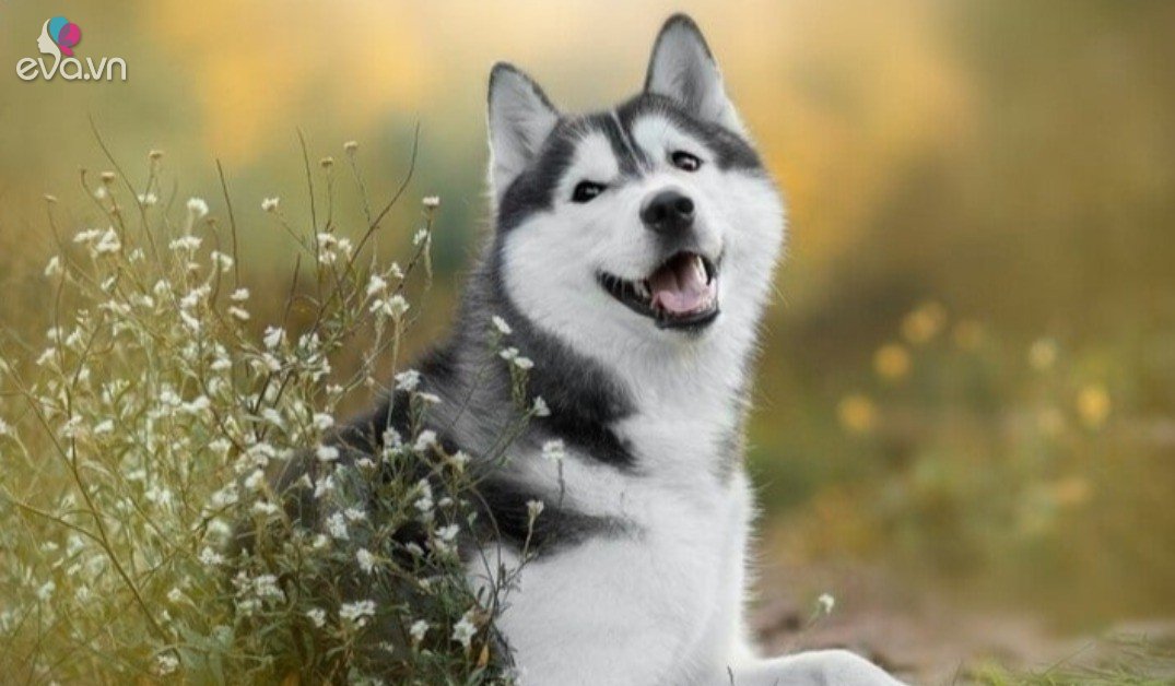 5 giống chó cảnh dễ nuôi nhất ở Việt Nam: Không kén ăn, trung thành và ...