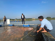 Tin tức - Nuôi con đặc sản thích ăn tạp, anh nông dân thu lãi gần tỷ đồng/năm