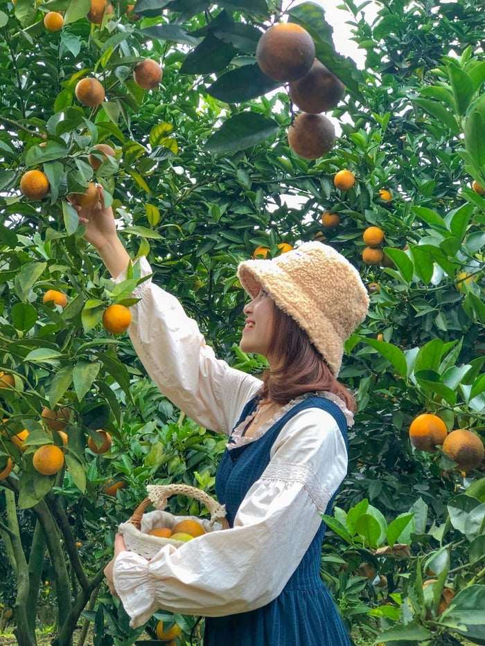 5 vườn trái cây ở Cần Thơ được ví như amp;#34;thiên đường quả ngọtamp;#34;, du khách tìm đến đông như trẩy hội - 5