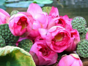 Clip Eva - Hàng nghìn bông sen bách diệp được thu hái làm trà