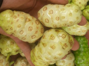 Tiêu dùng - Loại quả xưa không ai biết đến, mùi khai nồng nhưng là đặc sản nổi tiếng, 180.000 đồng/kg còn được xuất khẩu