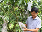 Tiêu dùng - Nhặt cây dại về trồng rồi ghép chồi cây ăn trái, nông dân thu lợi gần 1 tỷ đồng/năm