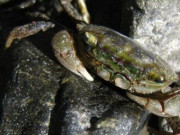 Tiêu dùng - Đặc sản nổi tiếng xưa "nhà nghèo" mới ăn, nay dân thành phố ưa chuộng vào mùa hè vì hương vị lạ, 200.000 đồng/kg