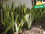 Nhà đẹp - Chăm cây lưỡi hổ vào mùa hè cần tuân theo quy tắc “3 không”, lá sẽ có đường vân ngày càng đẹp