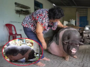 Lifestyle - Kỳ lạ chú heo nặng 200kg biết tự mở vòi nước để tắm, bà chủ tiết lộ lý do sẽ nuôi cả đời làm "thú cưng"