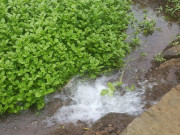 Tiêu dùng - Cây dại mọc ở bờ ao xưa không ai biết, nay thành đặc sản nổi tiếng có hương vị lạ, 100.000 đồng/kg