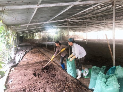 Mô hình nuôi giun quế.