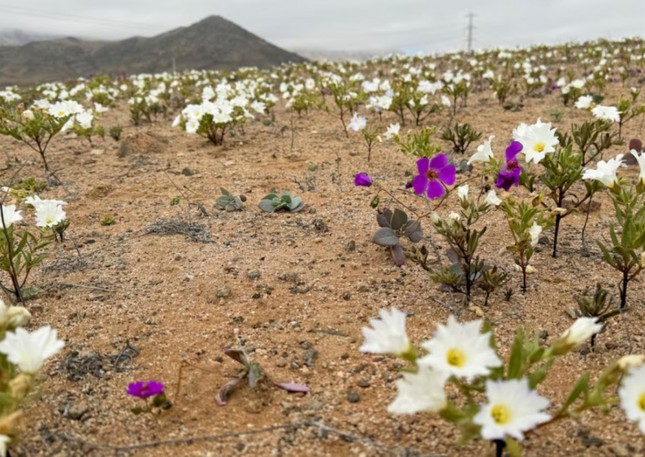 Rừng hoa bất ngờ bao phủ sa mạc khô cằn nhất thế giới