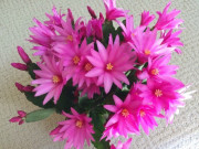 Nhà đẹp - Loài hoa này nở 200 ngày mỗi năm, cắm cành xuống đất là bén rễ, trồng trong nhà giúp gia chủ cải vận