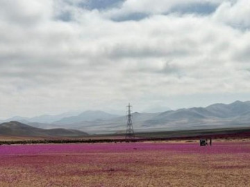 Rừng hoa bất ngờ bao phủ sa mạc khô cằn nhất thế giới