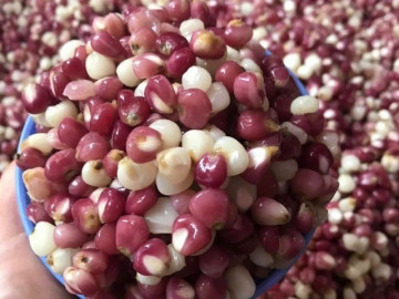 Thứ xưa nhà nghèo ăn đến chán ngán nay thành đặc sản ở thành phố, làm nhiều món có hương vị lạ, 80.000 đồng/kg