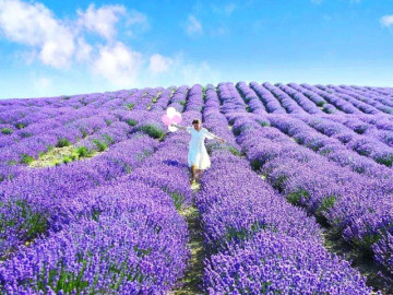 Thiên đường hoa oải hương bừng nở ở Tân Cương, thu hút hàng triệu lượt khách