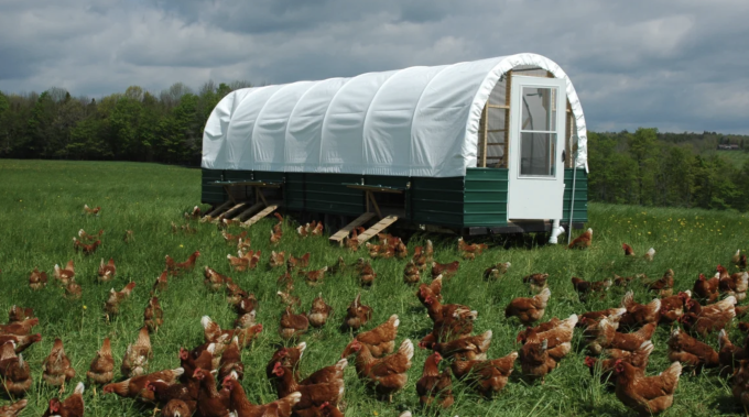 Trang trại Sova ở Norwich, New York chăn thả gà ở không gian đủ rộng, điều kiện phù hợp để đảm bảo chất lượng trứng nâu. Ảnh: Edmund McNamara