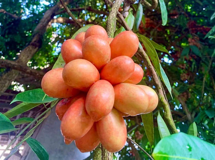 Quả máu mọc thành từng chùm, khi chín sẽ chuyển dần từ màu vàng cam sang màu đỏ 