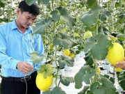 Tin tức - Trồng cây có quả hình oval, anh nông dân thu 1 tỷ đồng/năm