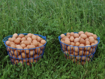 Vì sao trứng gà nâu đắt hơn trứng trắng?