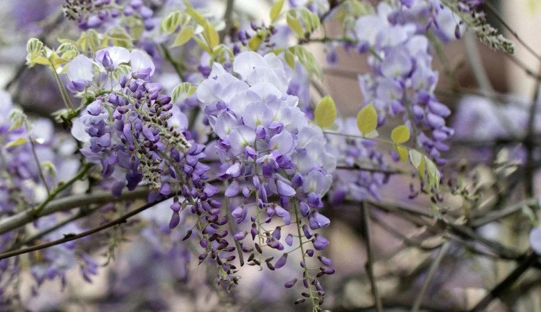 Loài hoa này nở cả nghìn bông một lúc, tỏa ra mùi hương quyến rũ, càng trồng càng có giá - 5