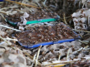 Tin tức - Nghề lạ ở Việt Nam: Chàng dược sĩ bỏ việc về quê nuôi loài tí hon, cho ăn thứ rẻ rề nhưng thu nhập tiền triệu