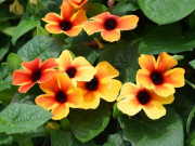 Nhà đẹp - Loài hoa này nở hơn 200 ngày một năm, rất thích hợp trồng trong chậu treo ở ban công