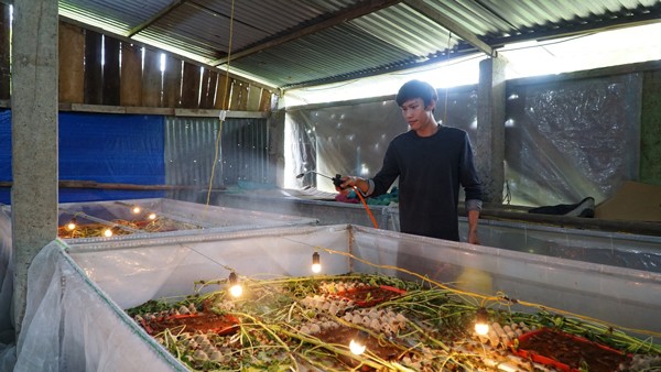 Nuôi dế không khó nhưng cần chú ý về thời gian, không gian cho loài này phát triển tốt